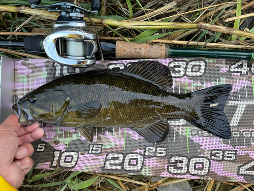 スモールマウスバスの釣果