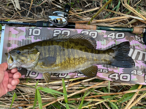 スモールマウスバスの釣果