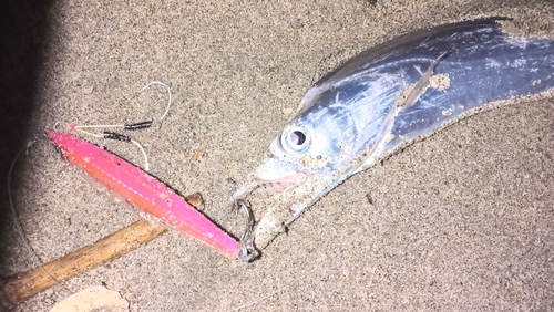 タチウオの釣果