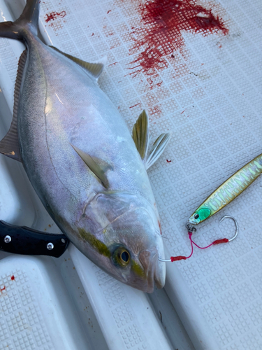 ショゴの釣果