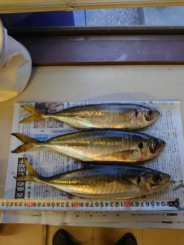 アジの釣果