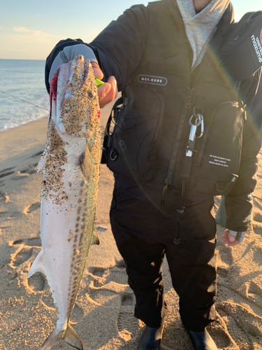 サゴシの釣果