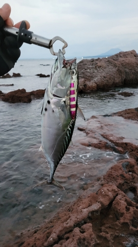 スマガツオの釣果