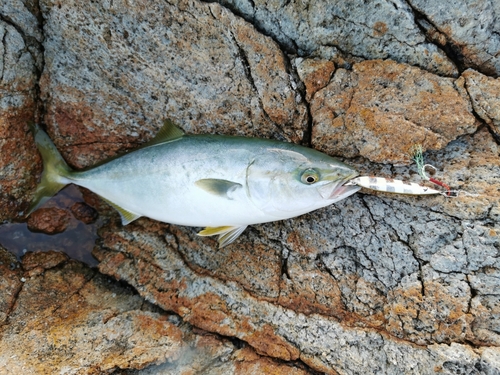 ツバスの釣果