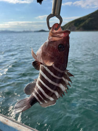 マハタの釣果