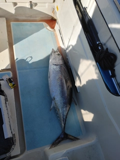 ビンチョウマグロの釣果