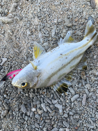 コトヒキの釣果