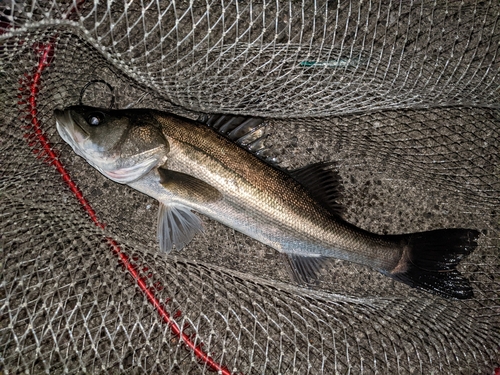 マルスズキの釣果