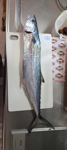 サワラの釣果