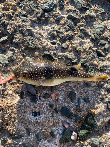 フグの釣果