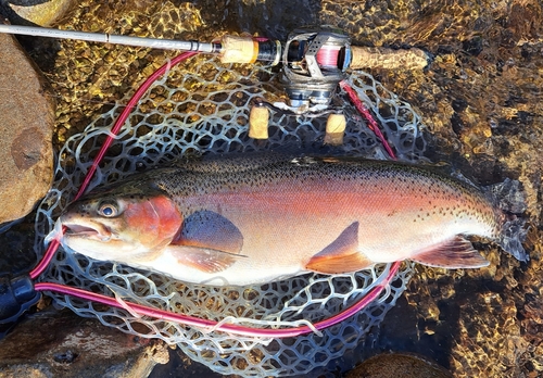 ニジマスの釣果