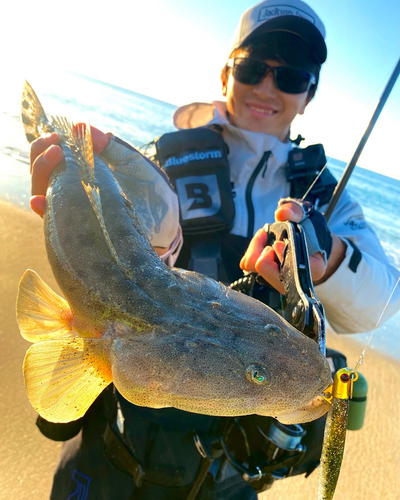 マゴチの釣果