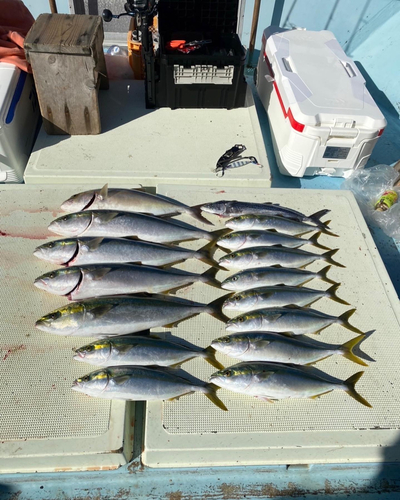 ハマチの釣果