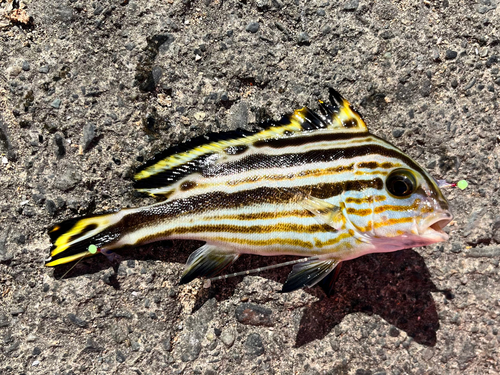 コロダイの釣果