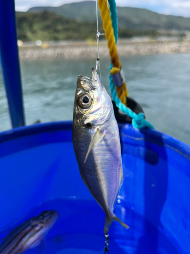 マアジの釣果