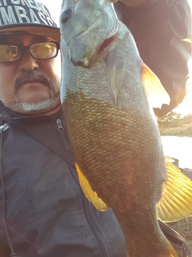 スモールマウスバスの釣果