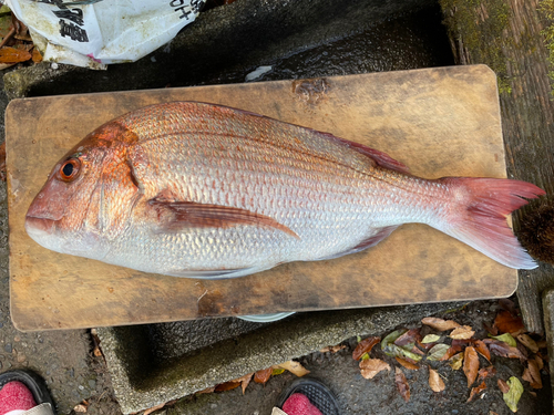 マダイの釣果