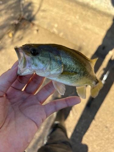 ラージマウスバスの釣果