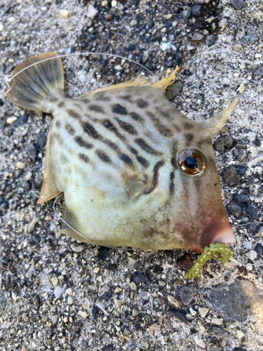 カワハギの釣果