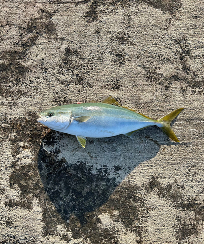 ハマチの釣果