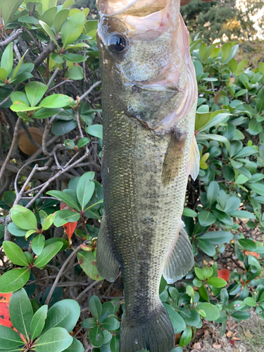 ラージマウスバスの釣果