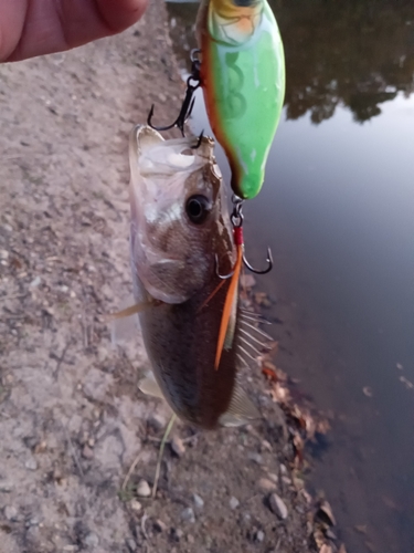 ブラックバスの釣果