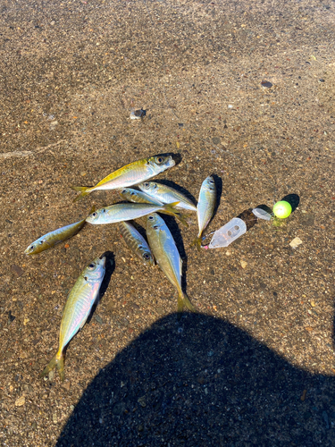 アジの釣果