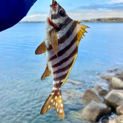 タカノハダイの釣果