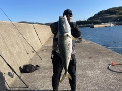 ヤズの釣果