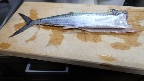 サゴシの釣果