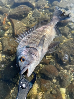 クロダイの釣果