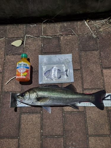 シーバスの釣果