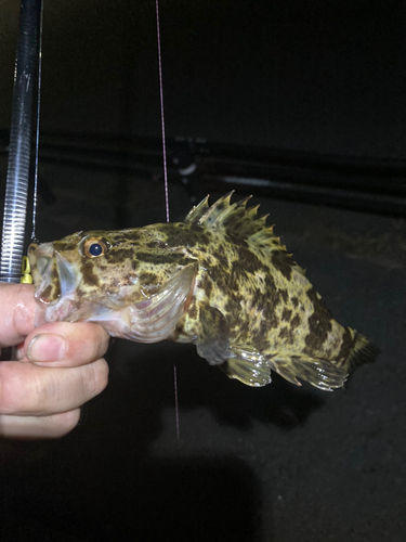 タケノコメバルの釣果