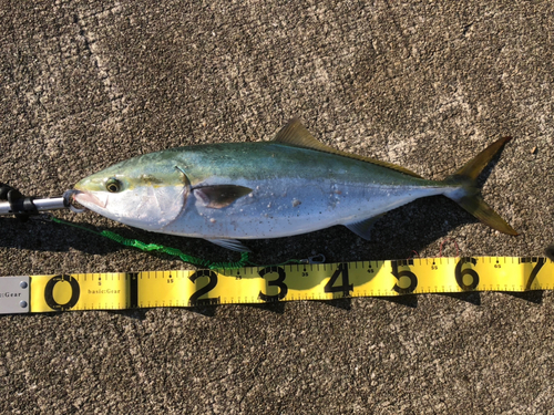 メジロの釣果