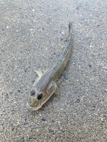 シャコエビの釣果