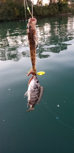 ハゼの釣果