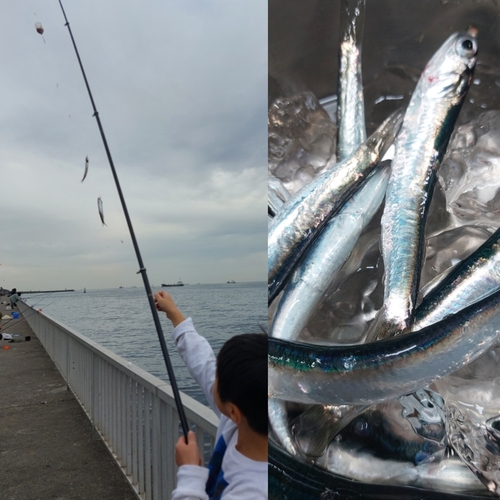 カタクチイワシの釣果