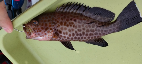 オオモンハタの釣果