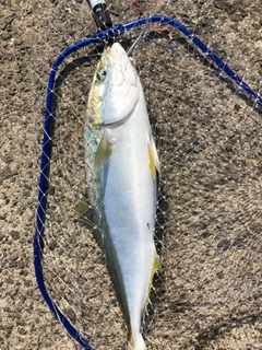 メジロの釣果