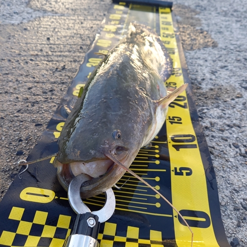 マナマズの釣果