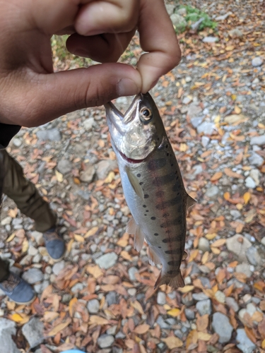 ヤマメの釣果