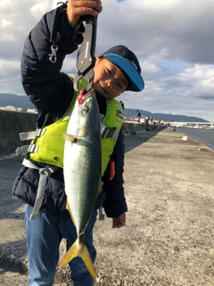 サゴシの釣果