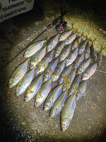 アジの釣果