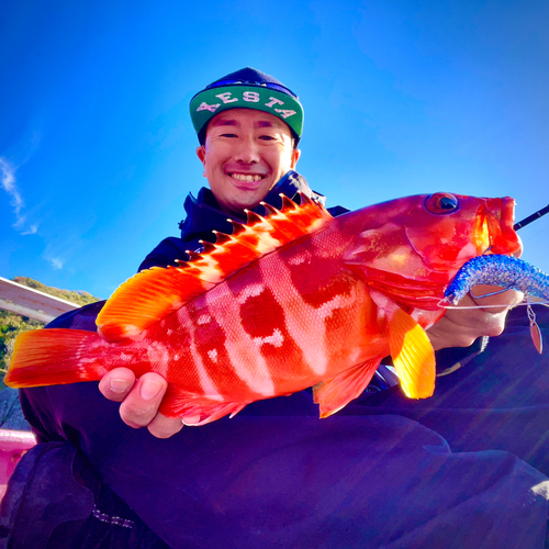 アカハタの釣果