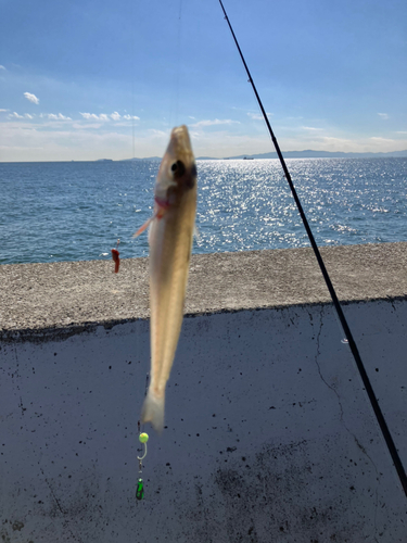 キスの釣果