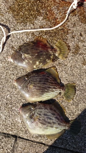 カワハギの釣果