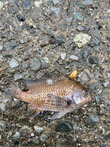 スズメダイの釣果