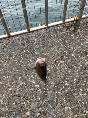 スズメダイの釣果