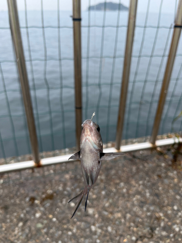 スズメダイの釣果