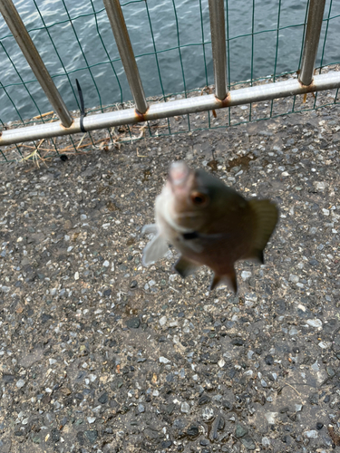 スズメダイの釣果